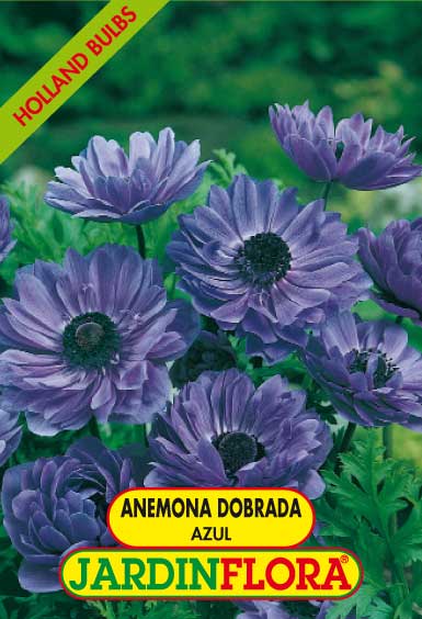 ANEMONA DOB. AZUL S/10