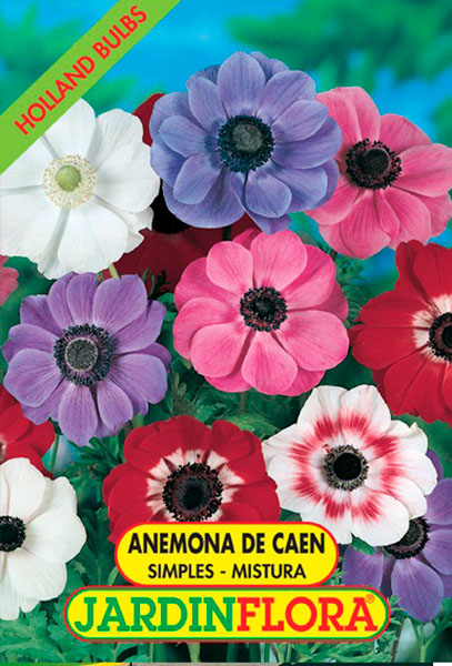 Anémona de Caen Simples Mistura S/10