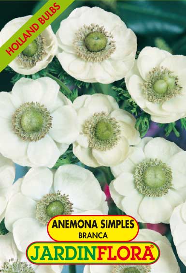 ANEMONAS SIMPLES BRANCA C/10