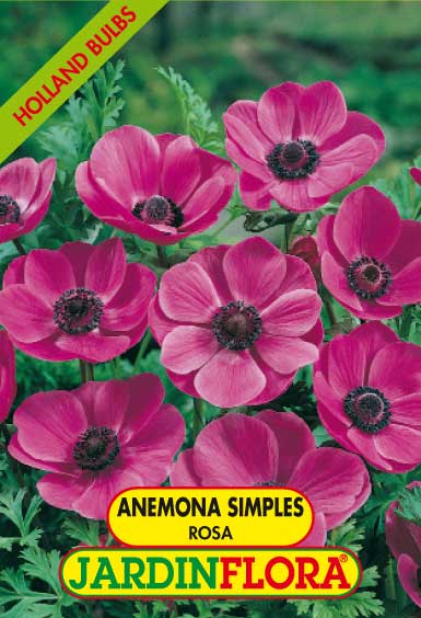 ANEMONAS SIMPLES ROSA C/10