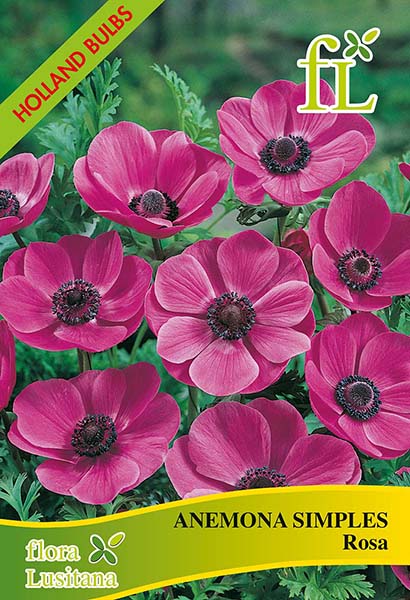 Anemonas Simples Rosa C/10 bolbo ➞ comprar online no Hortaria