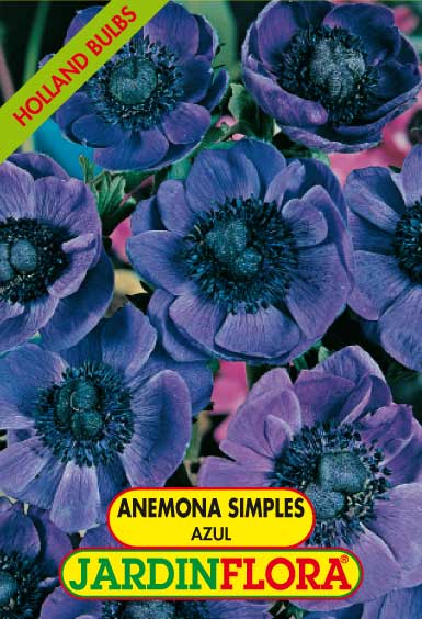 ANEMONAS SIMPLES AZUL C/10