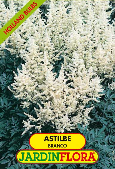 ASTILBE BRANCO S/1