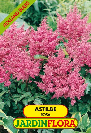 ASTILBE ROSA S/1