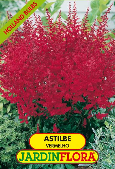 ASTILBE VERMELHO S/1