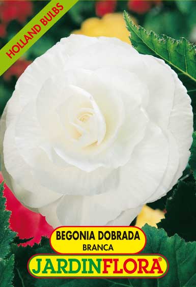 BEGONIA DOBRADA BRANCA C/2