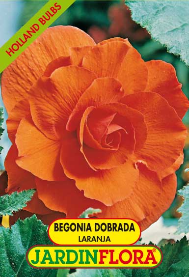 BEGONIA DOBRADA LARANJA C/2