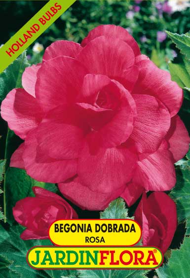 BEGONIA DOBRADA ROSA C/2