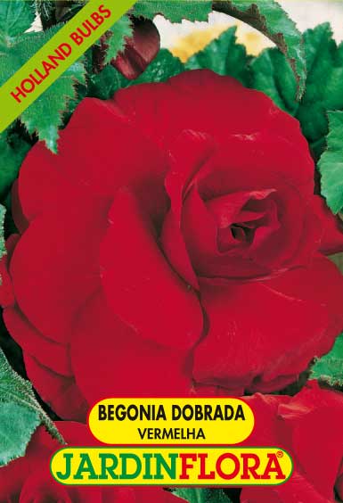 BEGONIA DOBRADA VERMELHA C/2