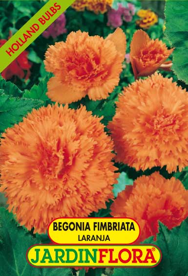 BEGONIA FIMBRIATA LARANJA C/3