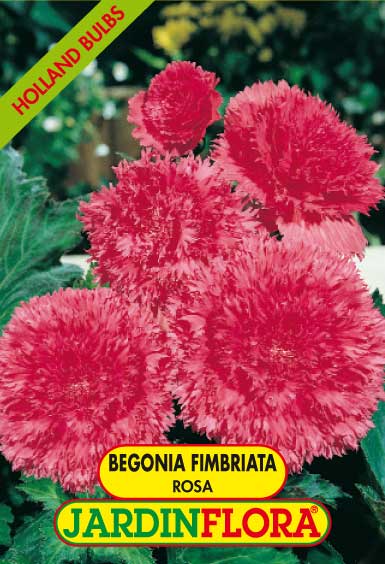 BEGONIA FIMBRIATA ROSA C/3