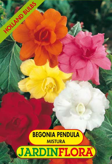 BEGONIA PENDULA MISTURA C/3