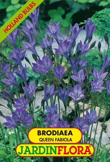 BRODIAEA QUEEN FABIOLA S/10