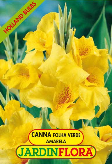 Canna Folha Verde - Amarela S/1