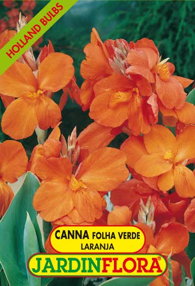 Canna Folha Verde - Laranja S/1