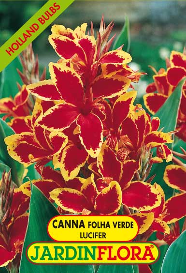 Canna Folha Verde - Lucifer S/1