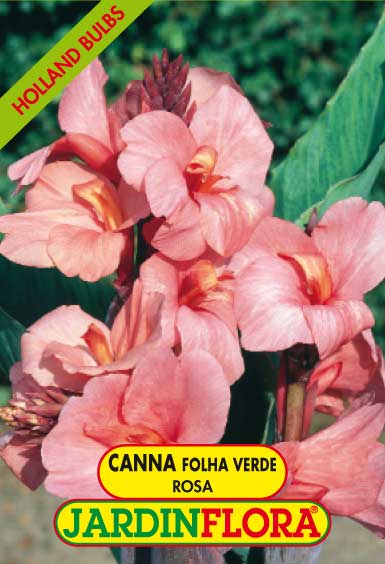 Canna Folha Verde - Rosa S/1