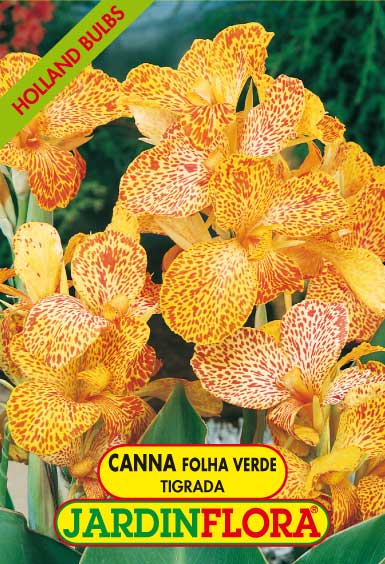 Canna Folha Verde - Tigrada S/1