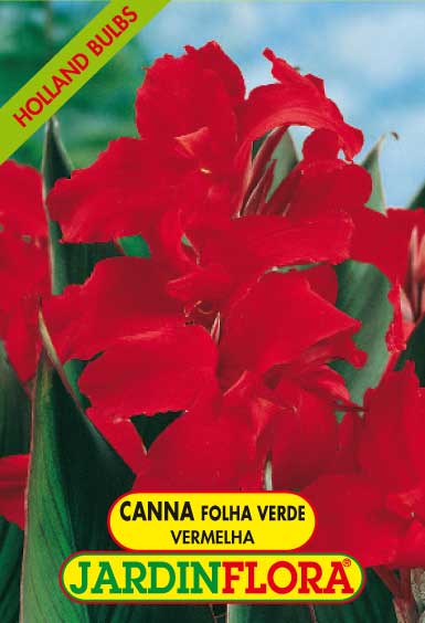 Canna Folha Verde - Vermelha S/1