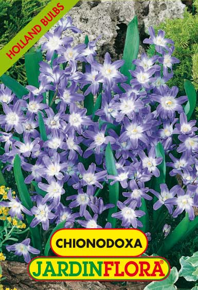 Chionodoxa S/10