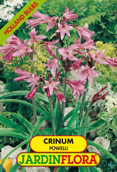CRINUM POWELLI S/1