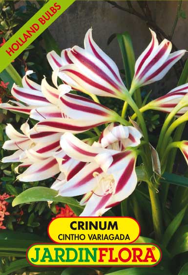 CRINUM CINTHO VARIAGADA S/1