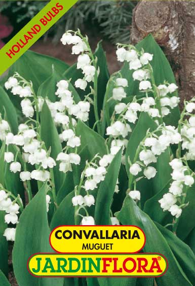 CONVALLARIA MAJALIS (MUGUET) C/ 2