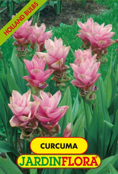 CURCUMA CHAMAI PINK S/1