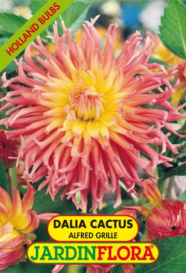 DALIA CACTUS ALFRED GRILLE C/1