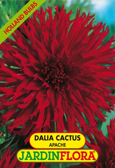 DALIA CACTUS APACHE C/1