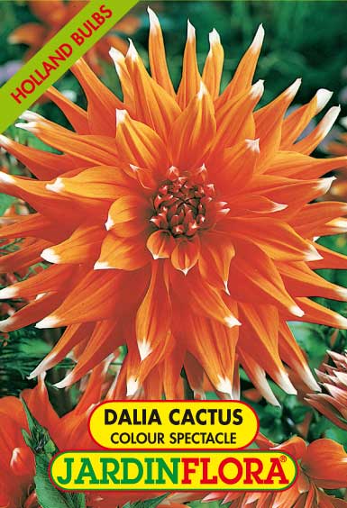 DALIA CACTUS COLOUR SPECTACLE /1