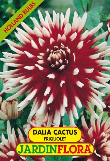 DALIA CACTUS FRIQUOLET C/1