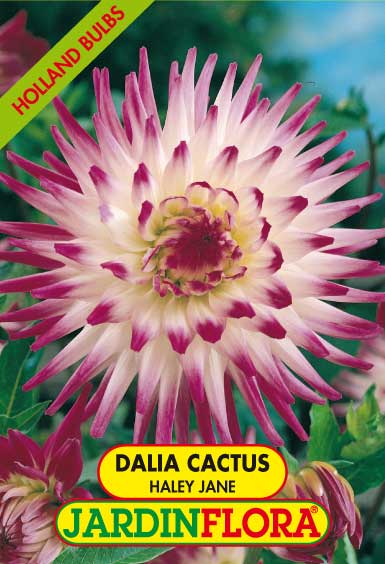 DALIA CACTUS HALEY JANE C/1