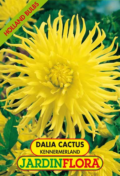 DALIA CACTUS KENNERMERLAND C/1