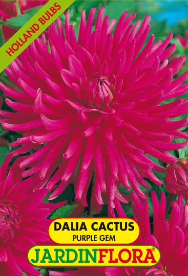 DALIA CACTUS PURPLE GEM C/1