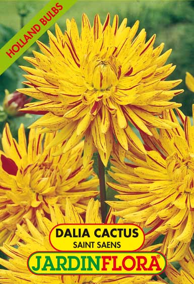 DALIA CACTUS SAINT SAENS C/1