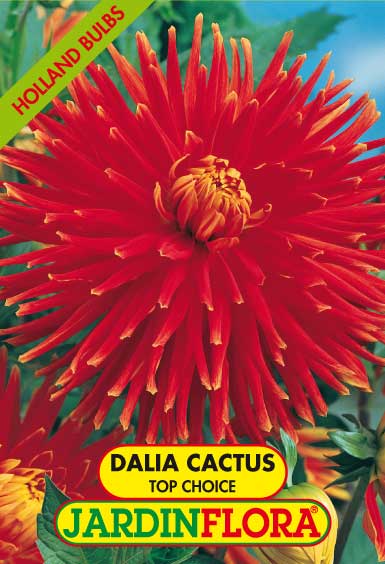 DALIA CACTUS TOP CHOICE C/1