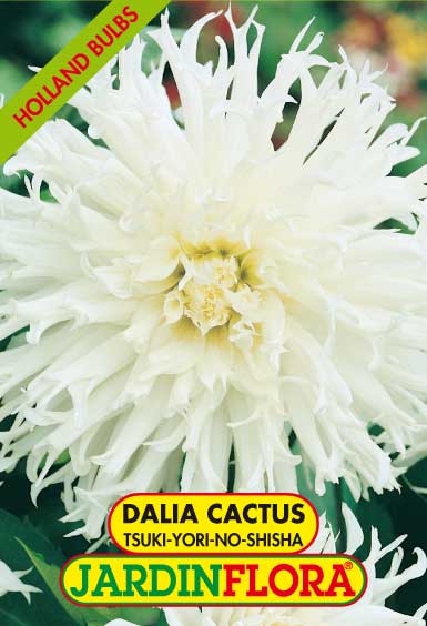 DALIA CACTUS TSUKY-YORI-NO-SHISHA C/1