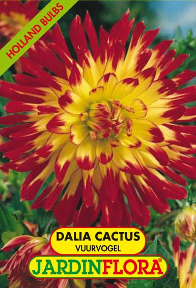 DALIA CACTUS VUURVOGEL C/1