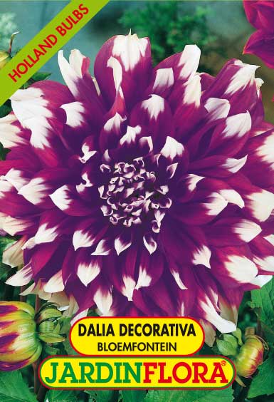 DALIA DEC. BLOENFOMTEIIN C/1