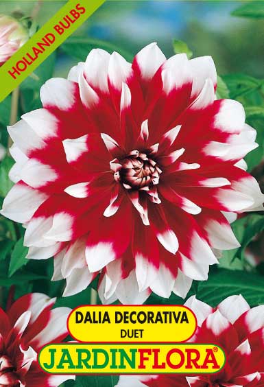 DALIA DEC. DUET C/1