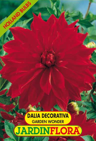 DALIA DEC. GARDEN WONDER C/1