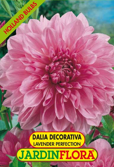 DALIA DEC. LAVANDER PERFECTION S/1