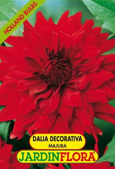 DALIA DEC. MAJUBA C/1