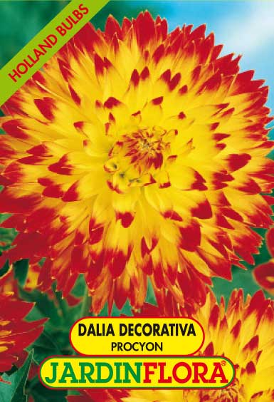 DALIA DEC. PROCYON C/1