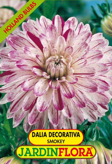 DALIA DEC. SMOKEY C/1