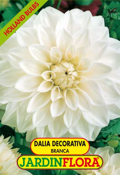 DÁLIA DECORATIVA SNOWCOUNTRY C/1