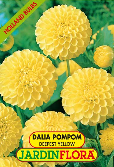 DALIA POMPOM DEEPEST YELLOW S/1