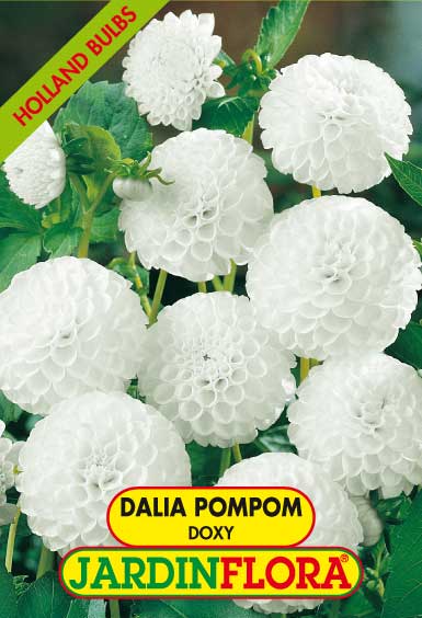 DALIA POMPOM DOXY S/1