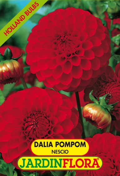 DALIA POMPOM NESCIO C/1